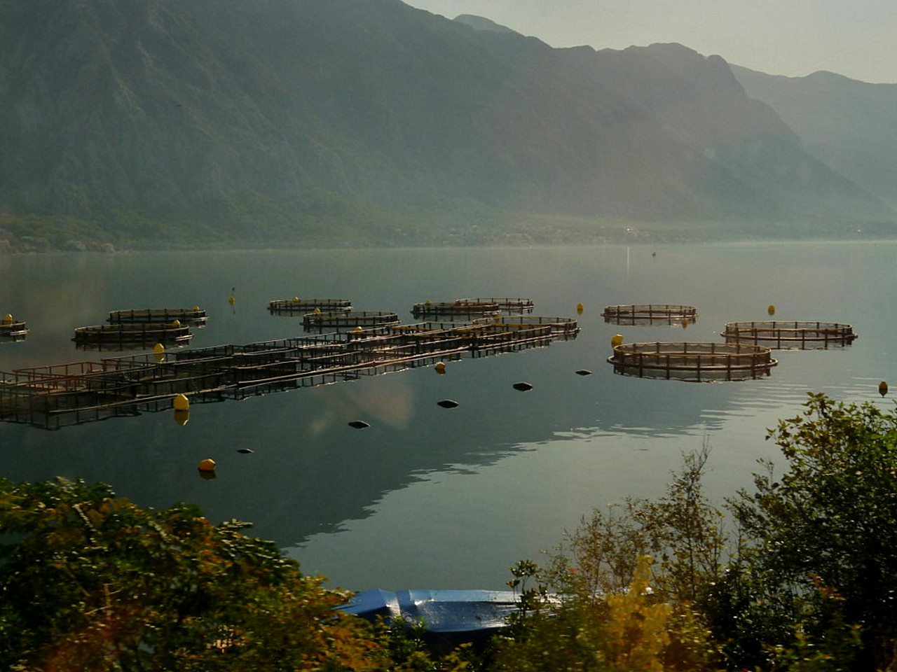 Kotor
